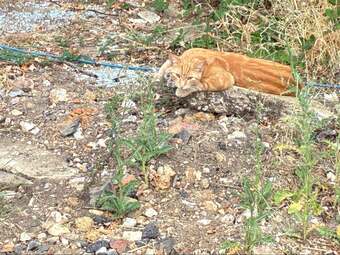 Ginger Tom Cat