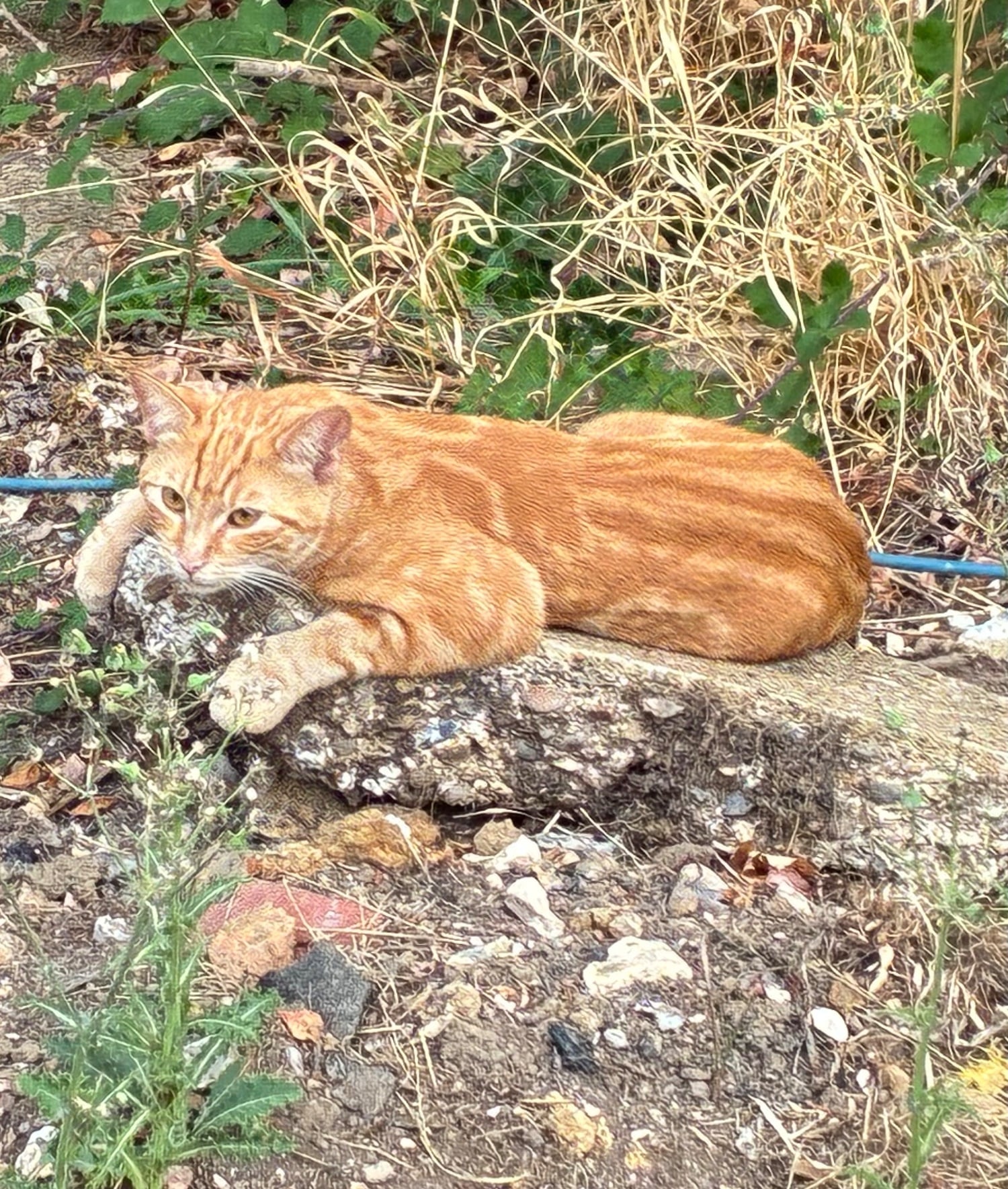 Ginger Tom Cat