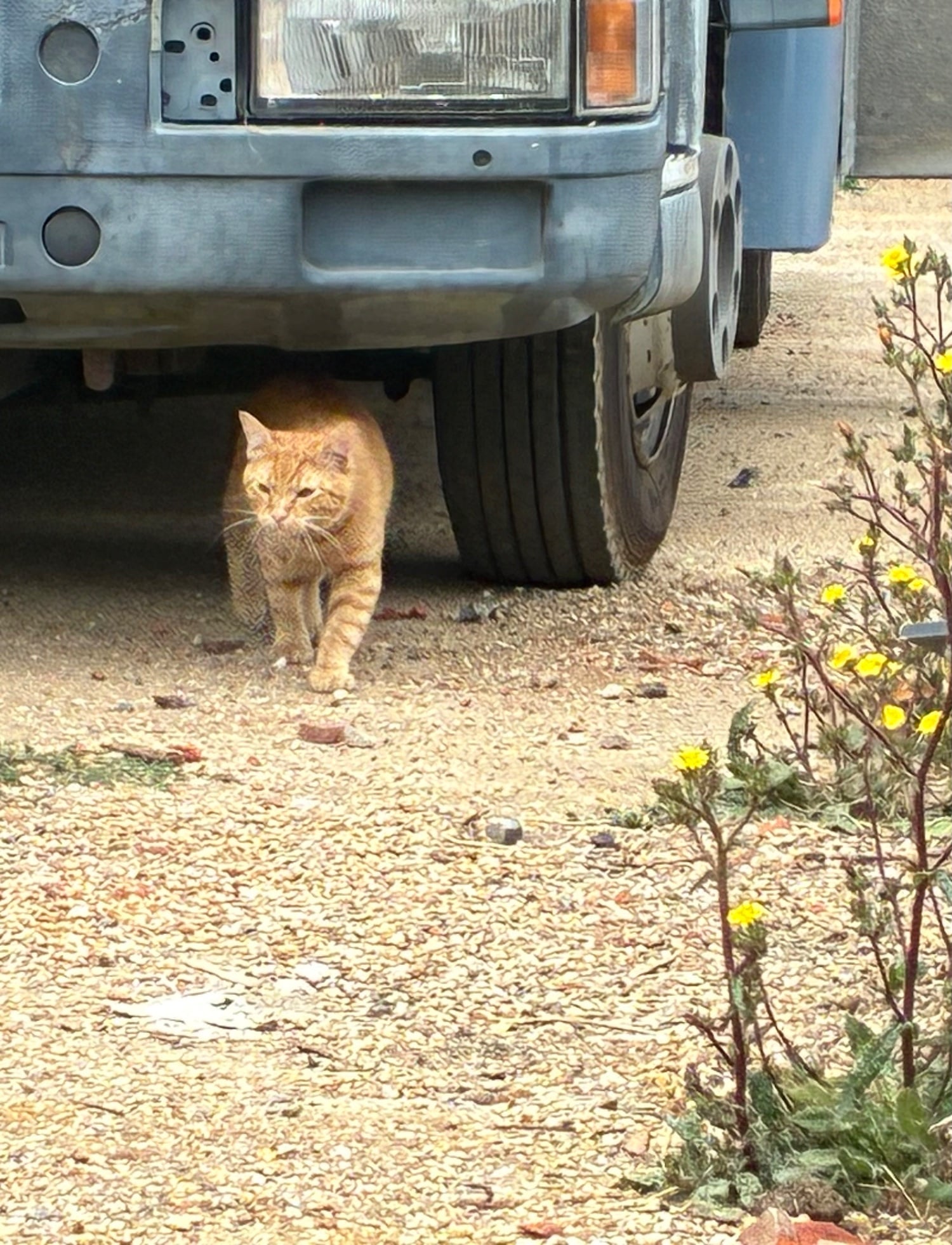 Horsham Ginger Tom Cat