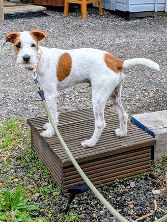 Parsons Jack Russell male 
