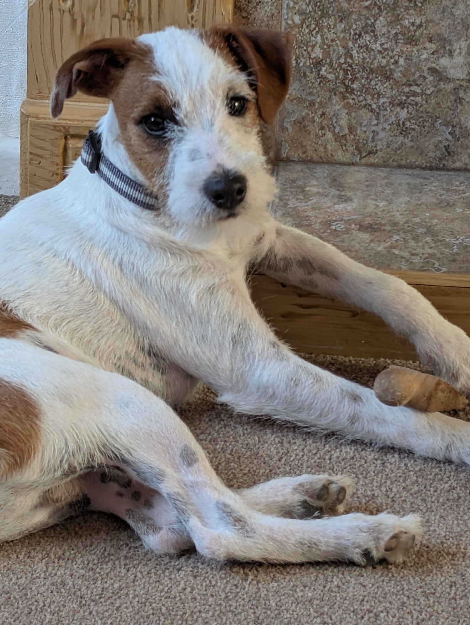 Parsons Jack Russell male 