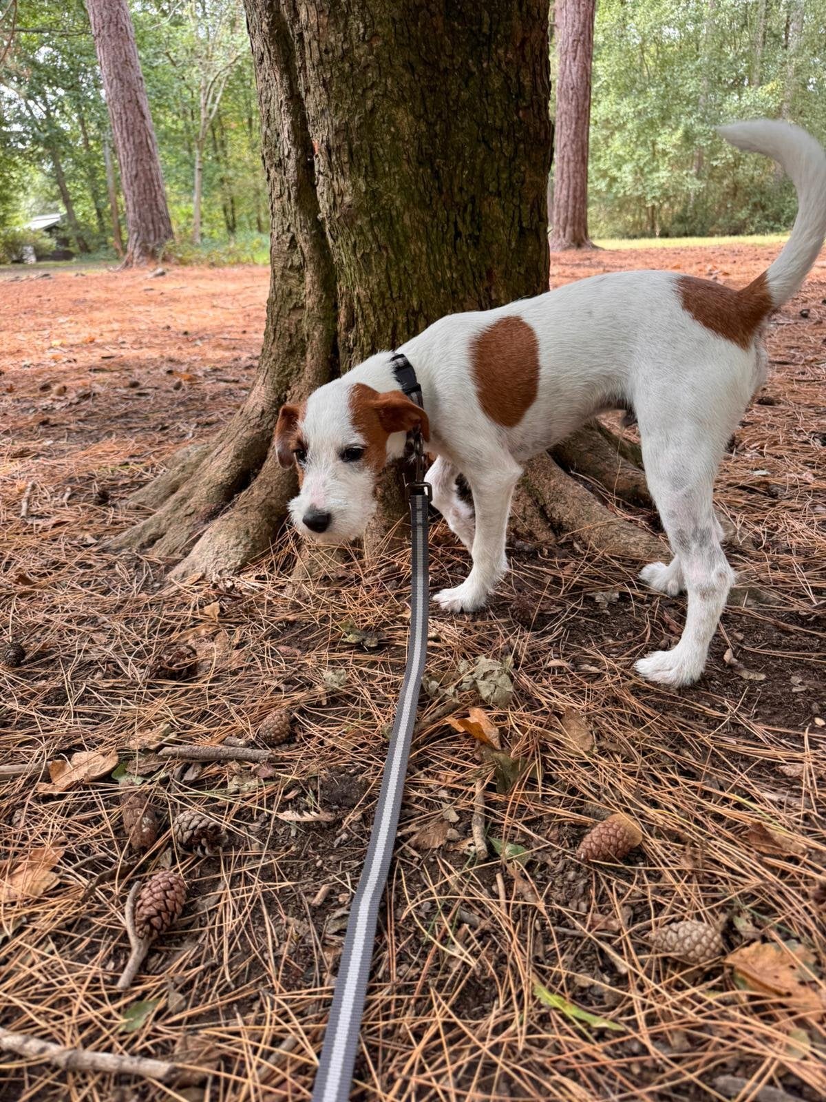 Hastings Parsons Jack Russell male 
