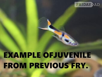 FREE ENDLERS GUPPY FRY. PLEASE READ DESCRIPTION FOR DETAILS.