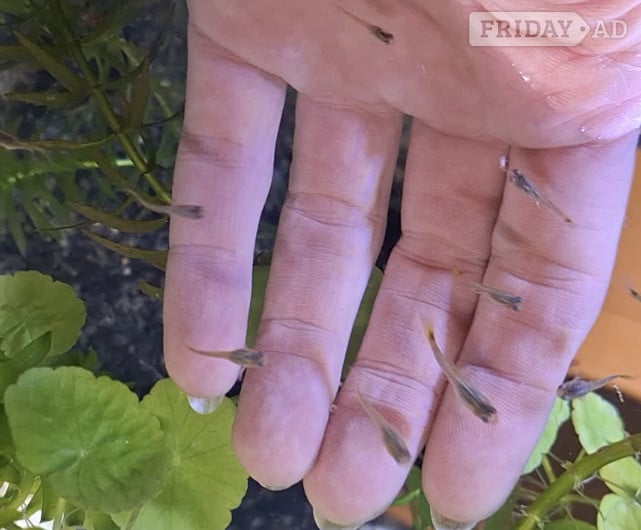FREE ENDLERS GUPPY FRY. PLEASE READ DESCRIPTION FOR DETAILS. in Brighton