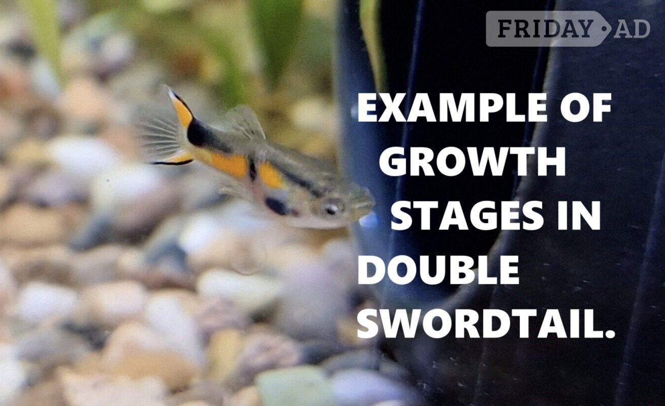 Brighton FREE ENDLERS GUPPY FRY. PLEASE READ DESCRIPTION FOR DETAILS.