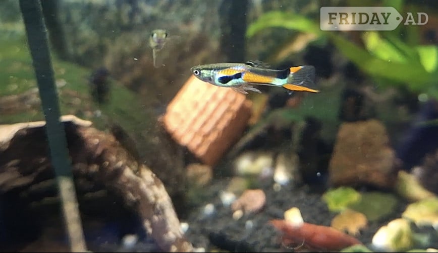 FREE ENDLERS GUPPY FRY. PLEASE READ DESCRIPTION FOR DETAILS. - Fish & Aquatics in Brighton