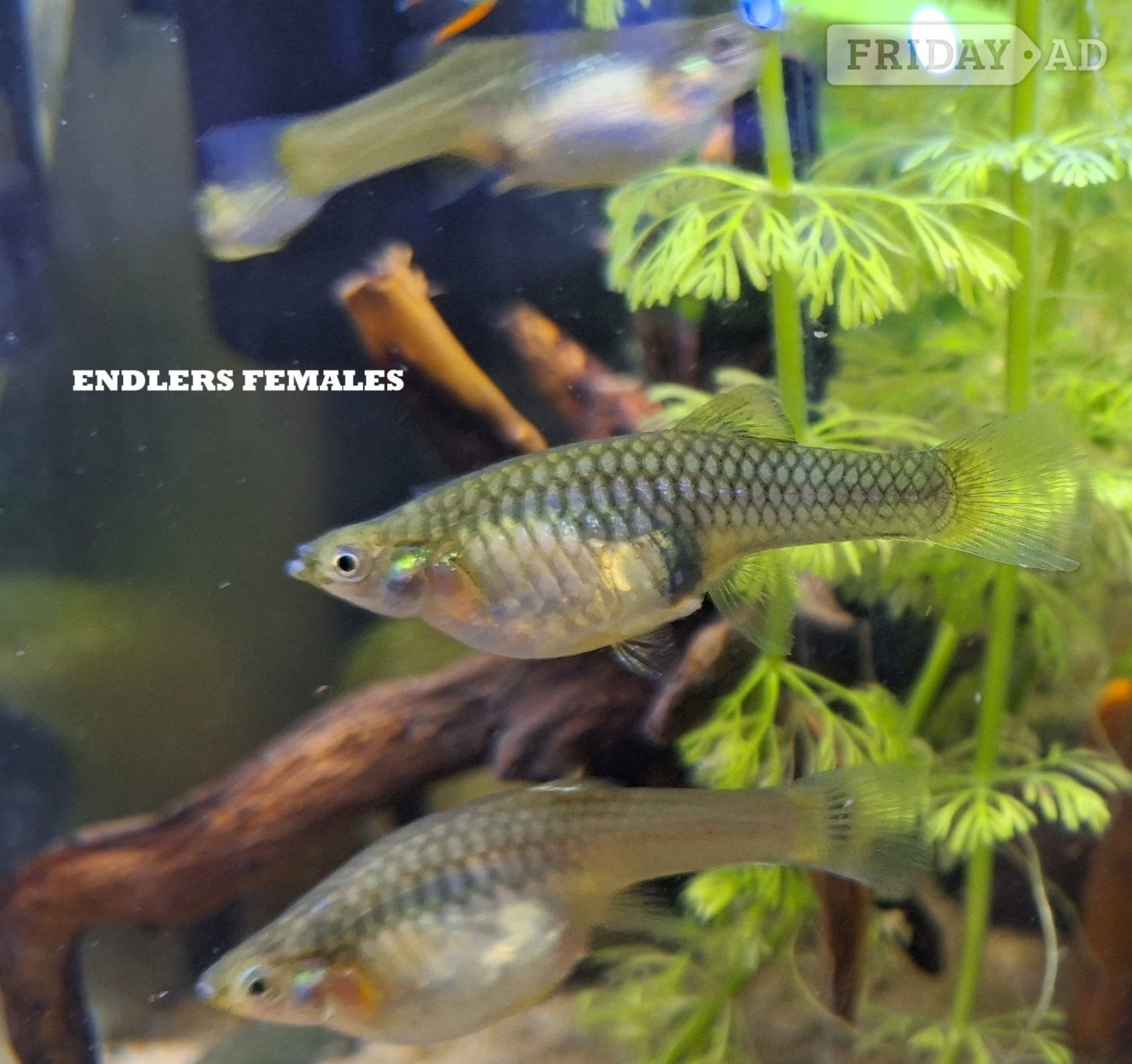 FREE ENDLERS GUPPY FRY. PLEASE READ DESCRIPTION FOR DETAILS. - Fish & Aquatics