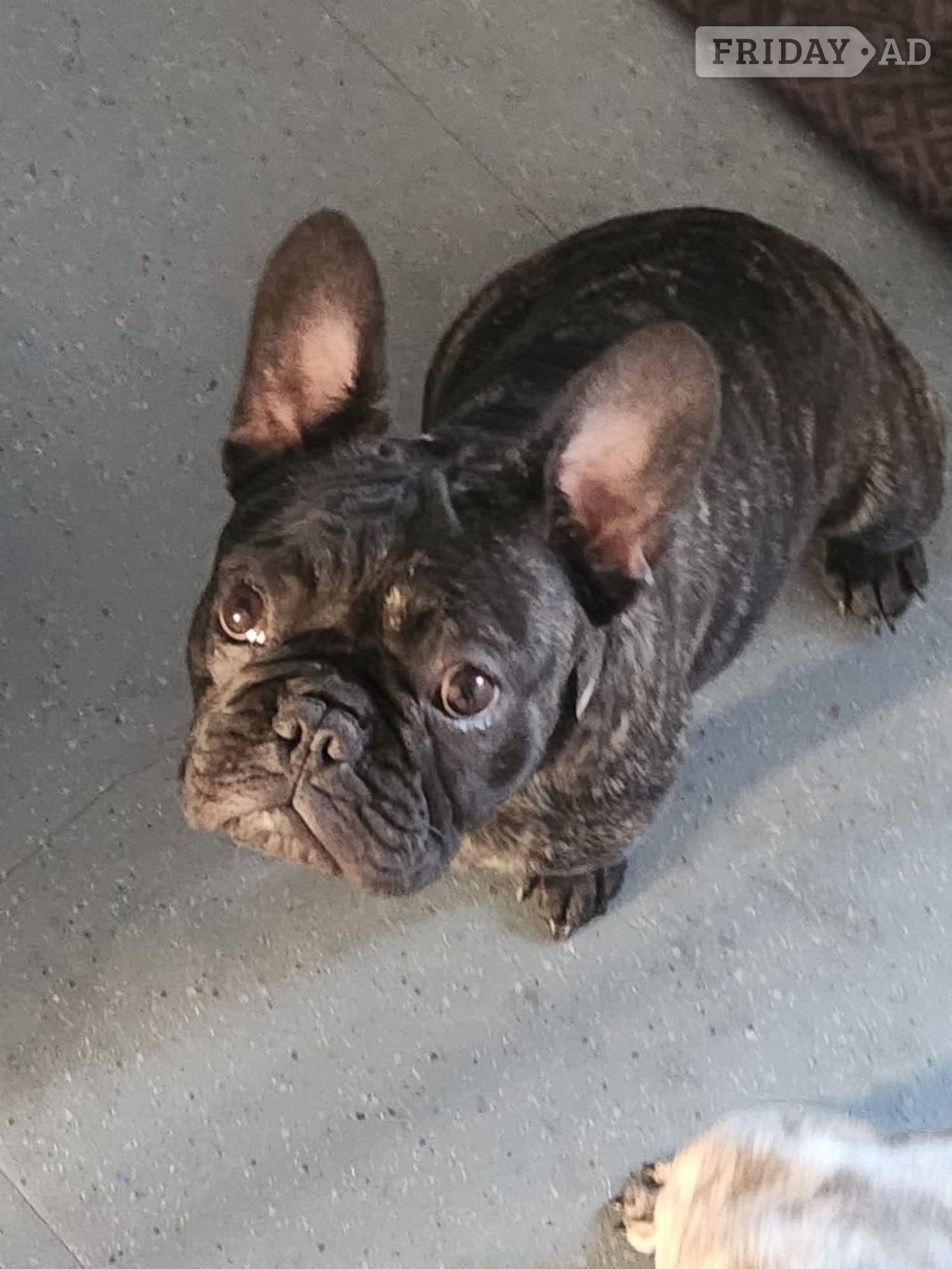 Lovely puppy's available  in Walsall