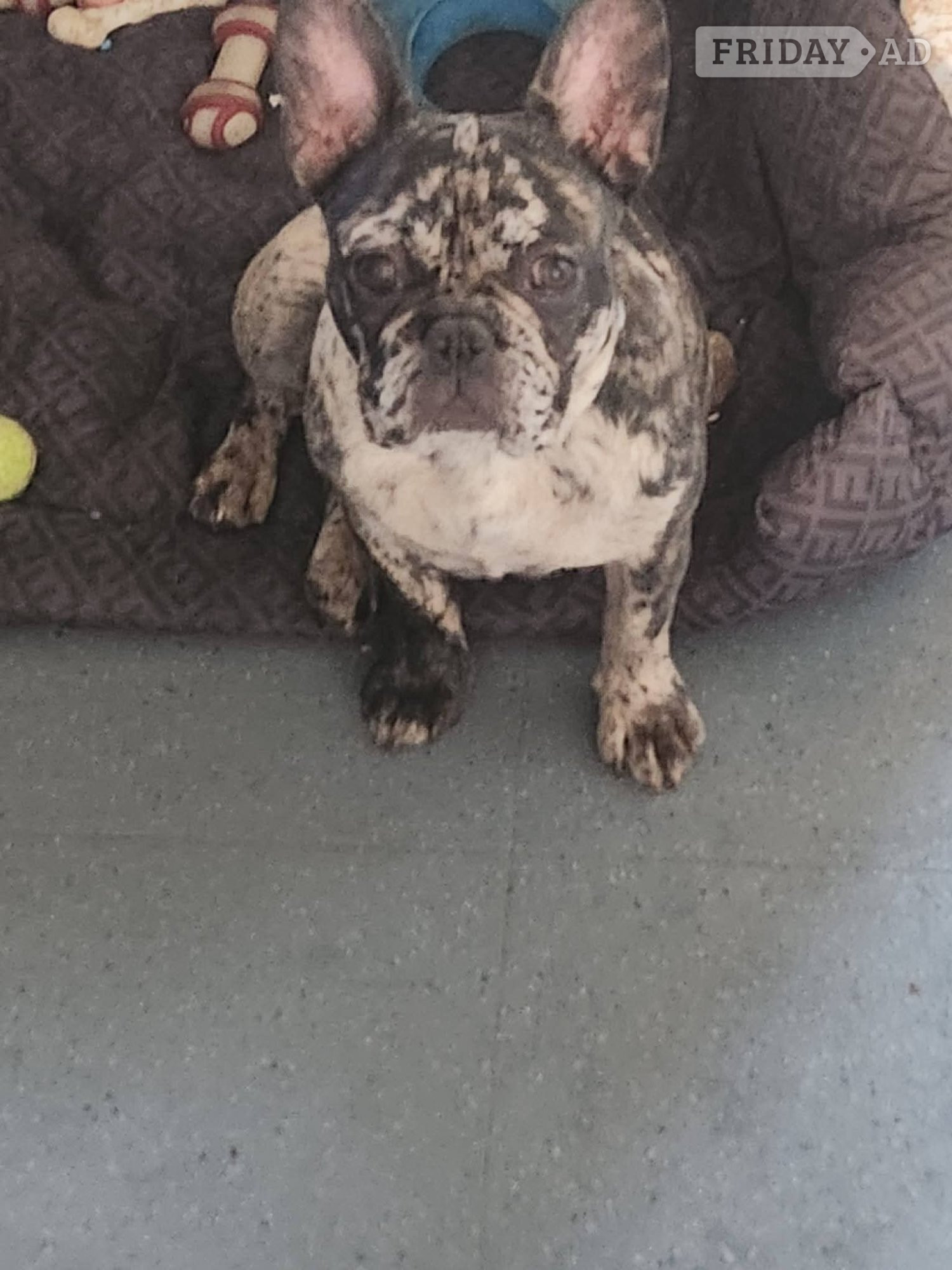 Lovely puppy's available 