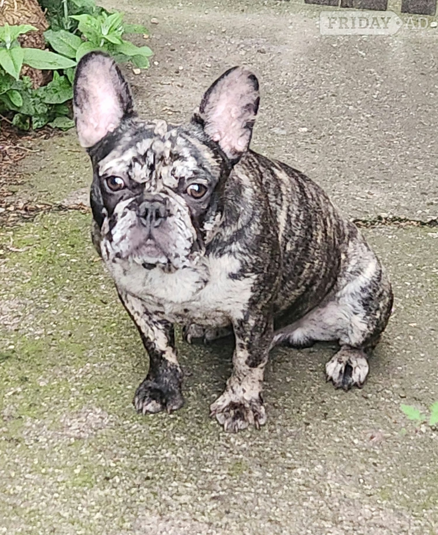 Walsall Lovely puppy's available 