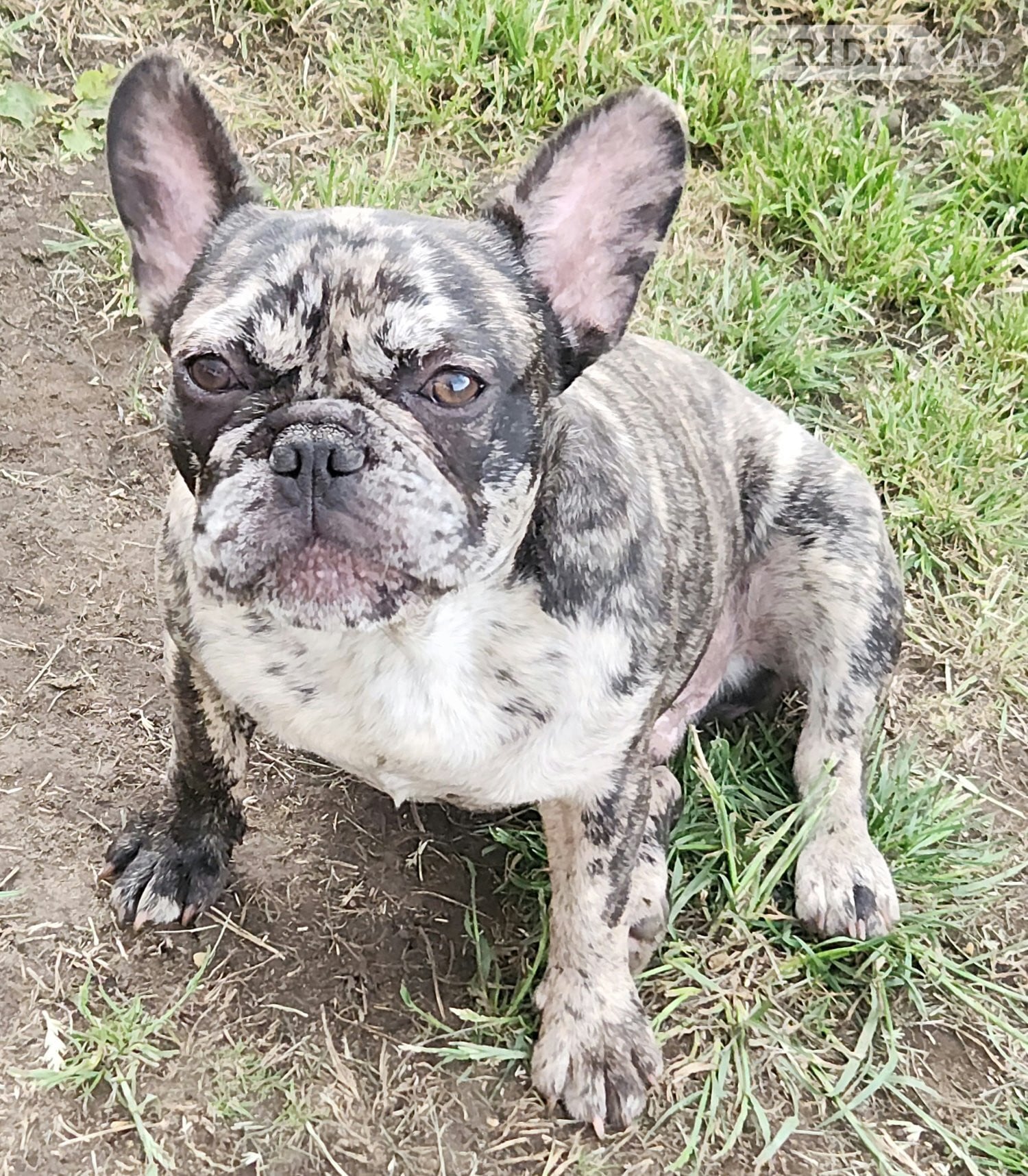 Lovely puppy's available  - Dogs & Puppies in Walsall
