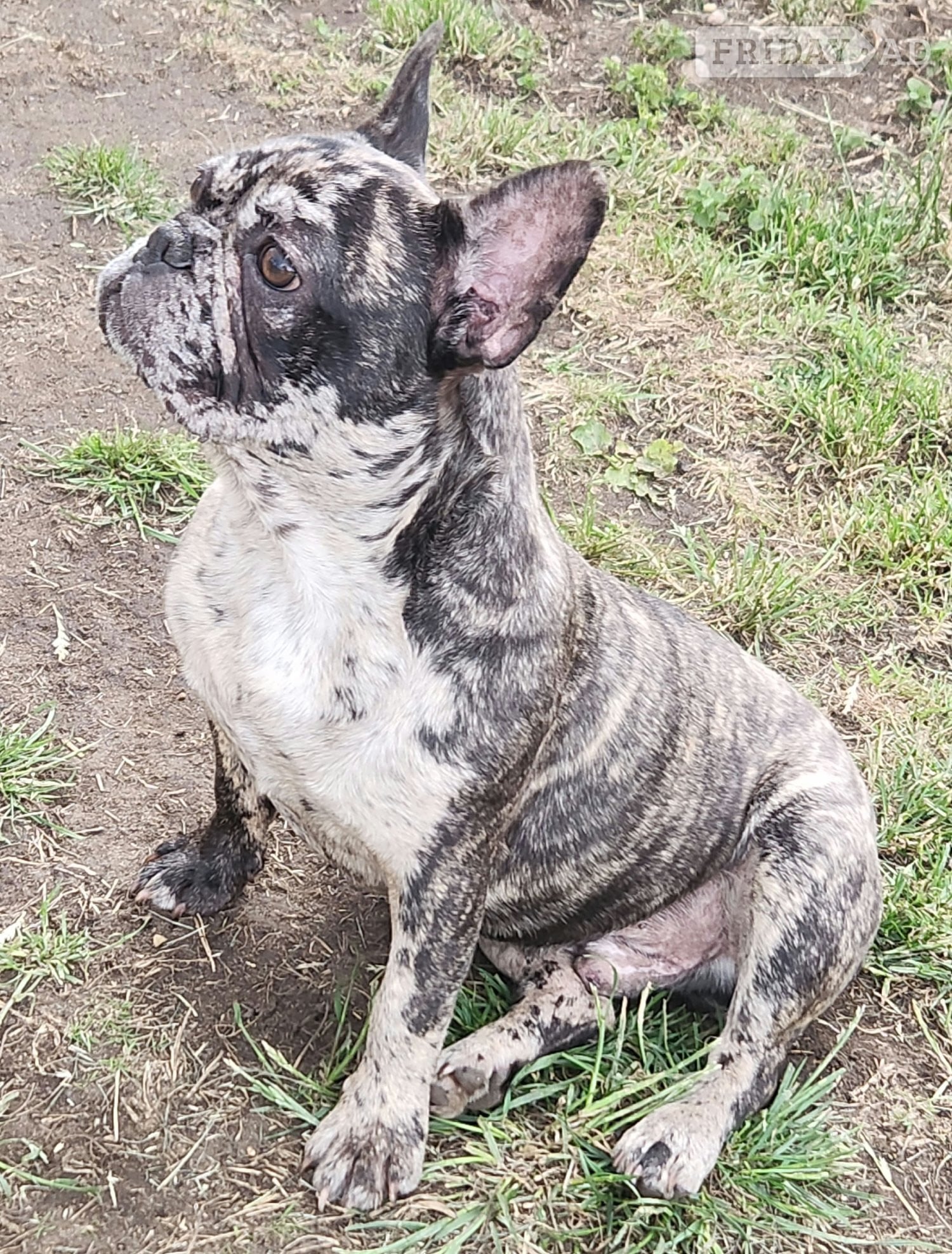 Lovely puppy's available  - Dogs & Puppies