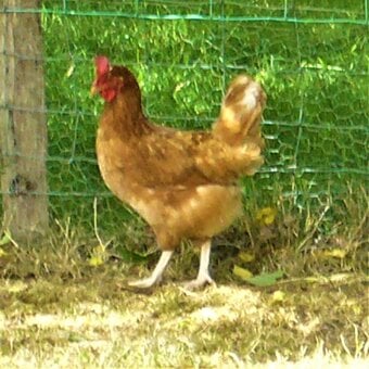 Free range Laying hens for sale