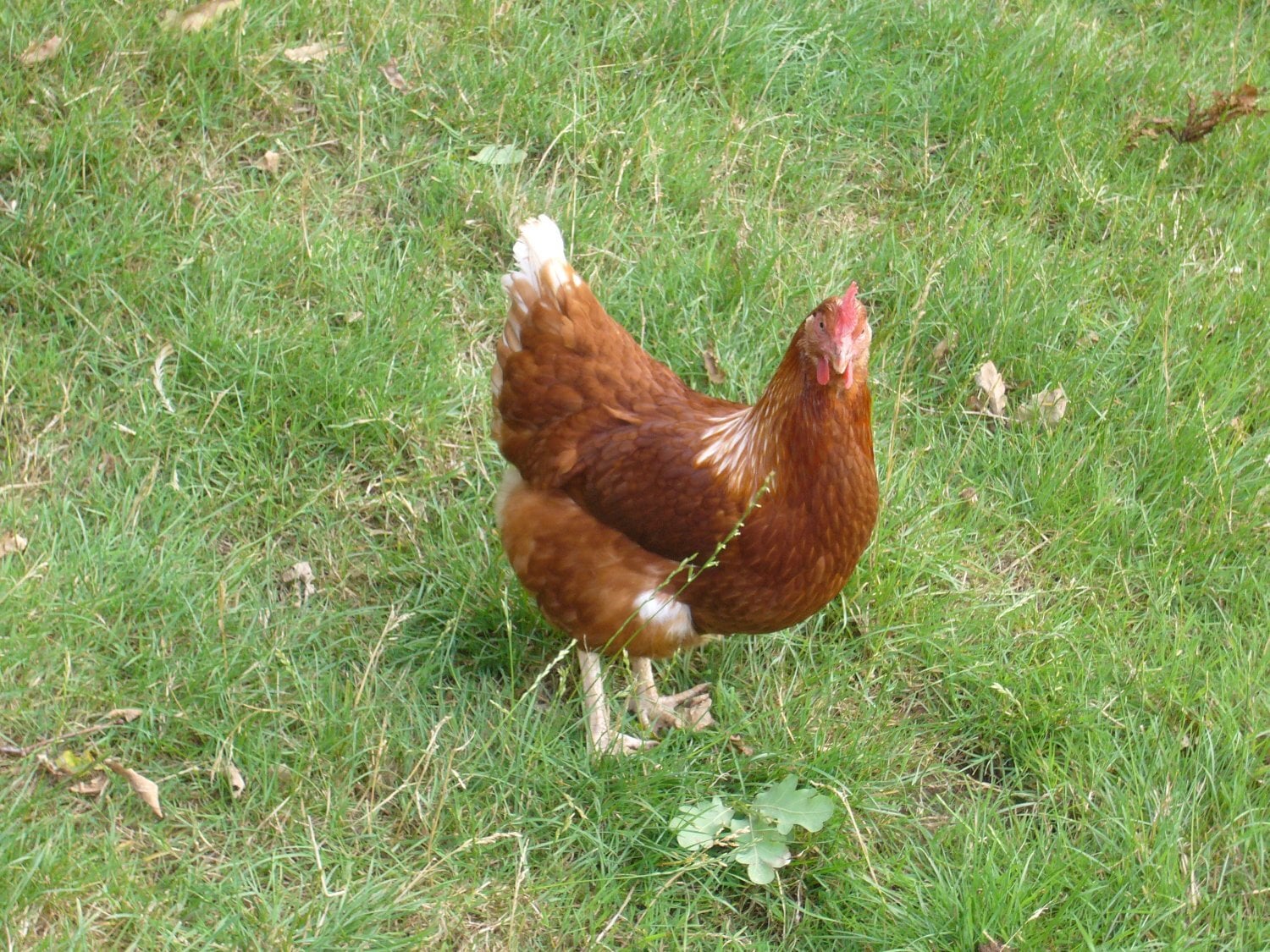 Free range Laying hens for sale