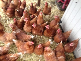 Fully vaccinated Lohmann hybrids pol