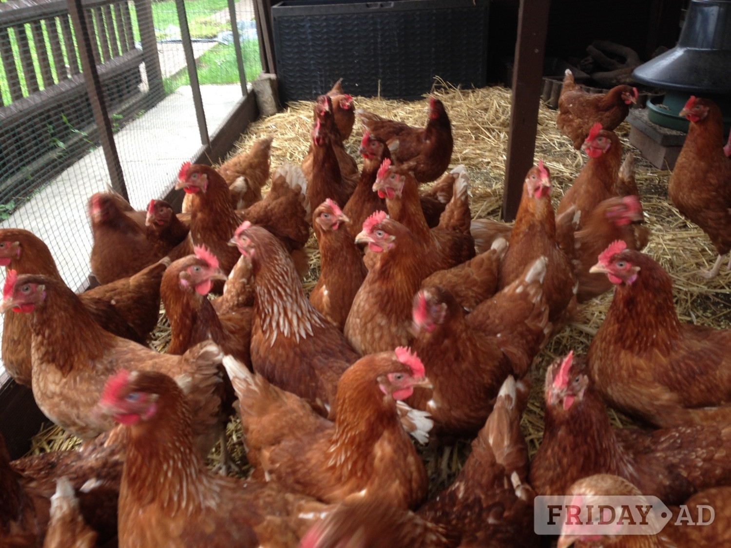 Fully vaccinated Lohmann hybrids pol