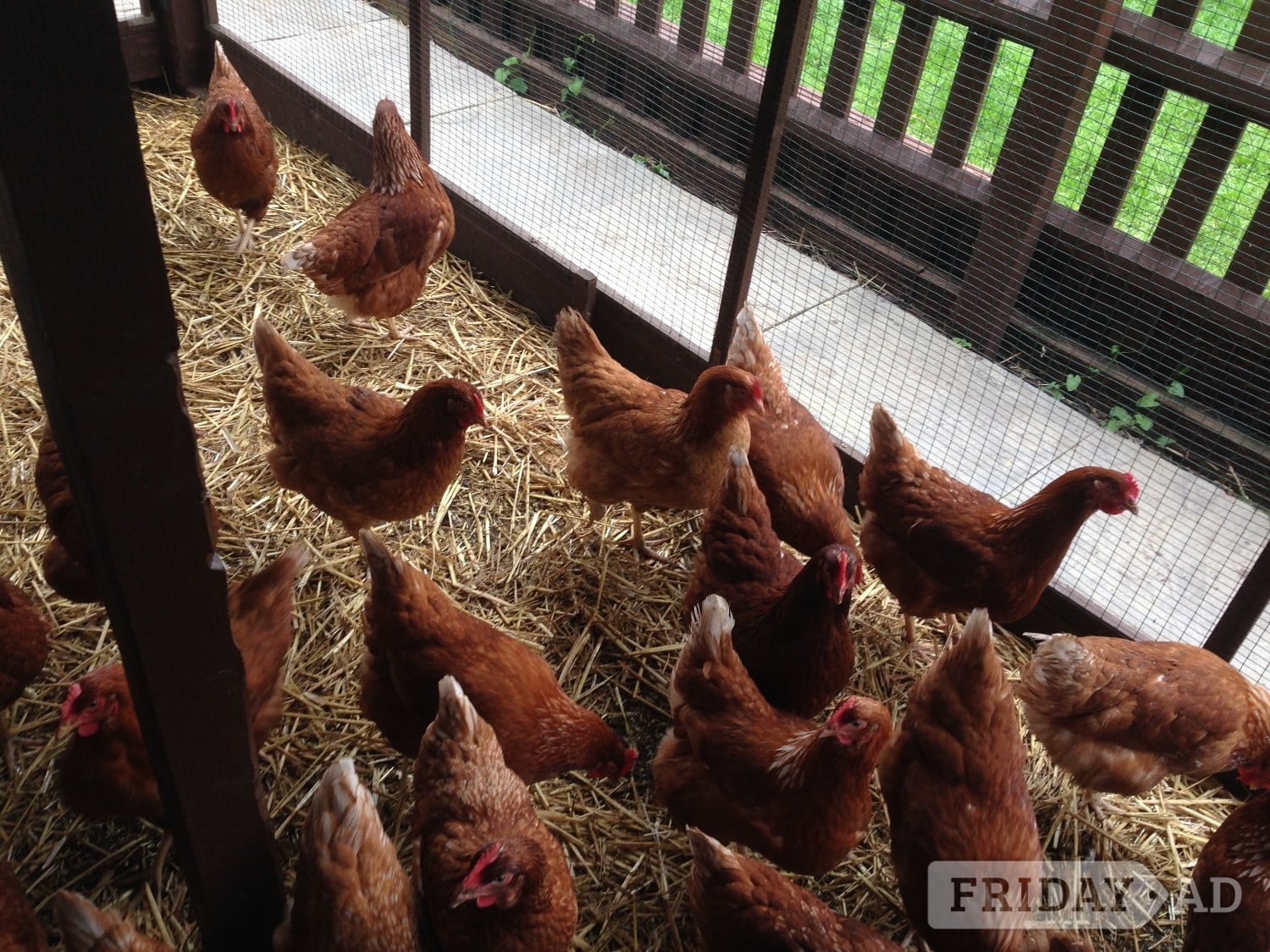 Fully vaccinated Lohmann hybrids pol - Livestock in Sittingbourne