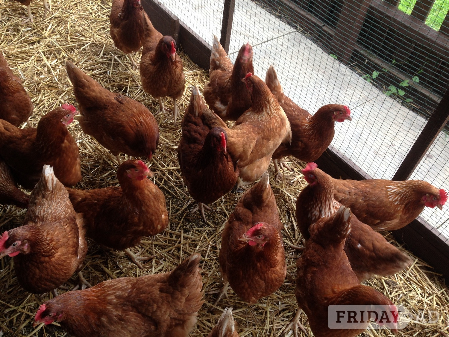 Fully vaccinated Lohmann hybrids pol - Livestock