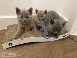 Pure Breed Tinker,mike,Ann,Cindy Kittens