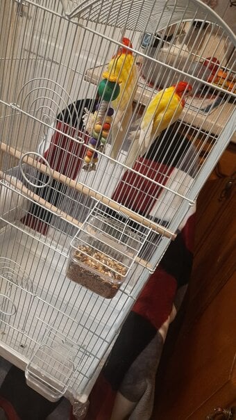 Eastern albino rosellas (extremely rare) M/F lovebirds 