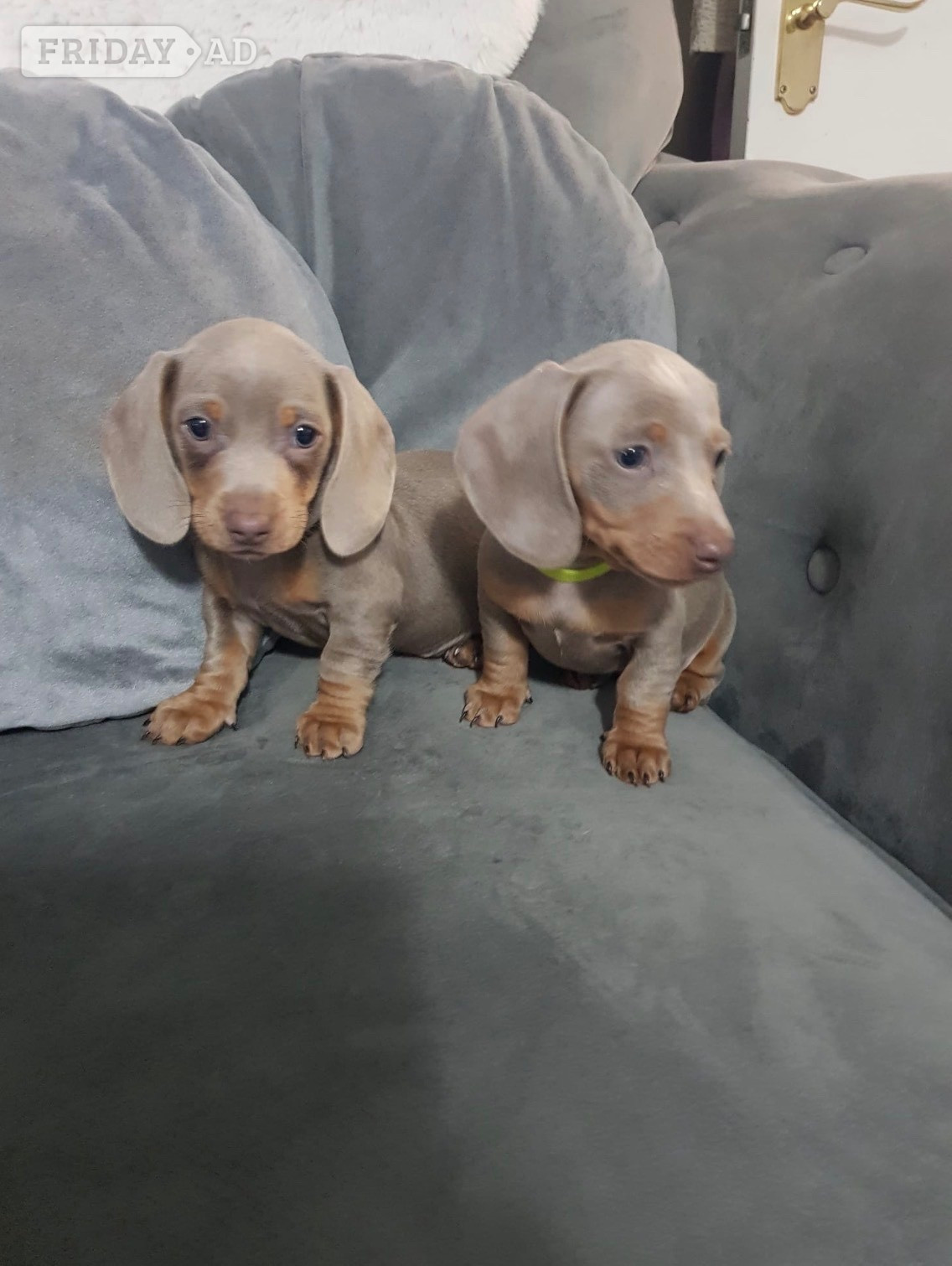 Pedigree miniature dachshund puppies