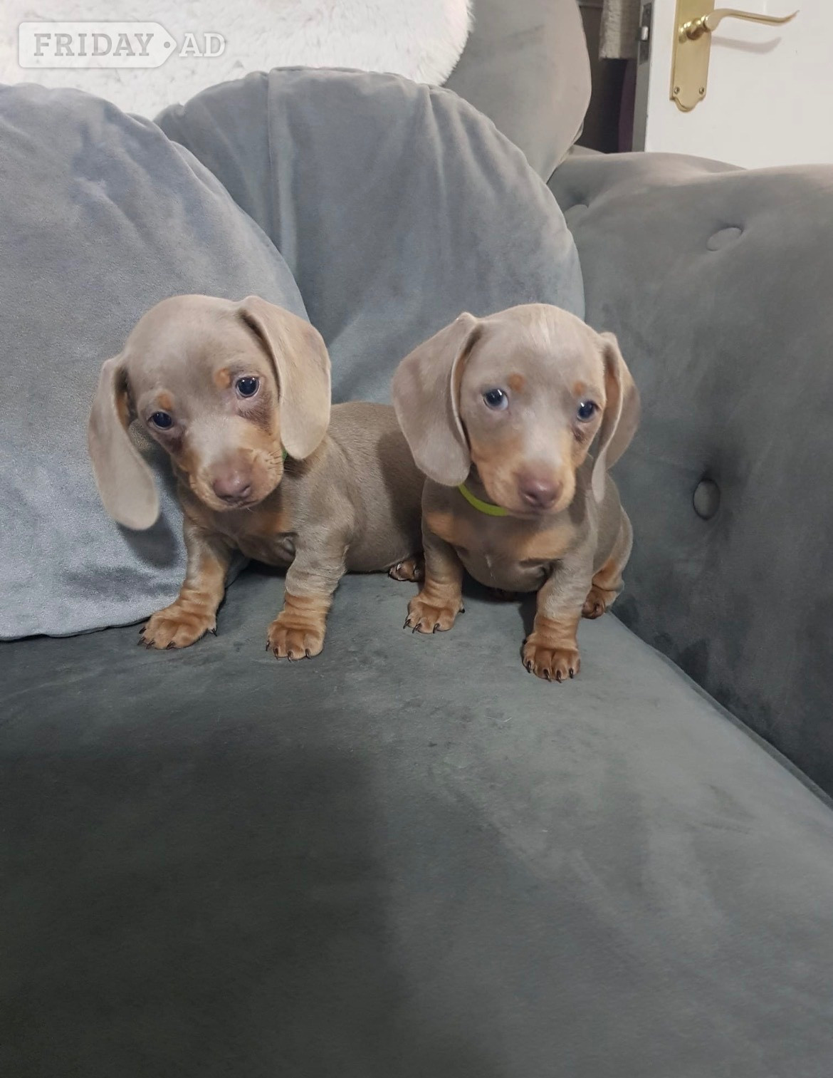 Epping Pedigree miniature dachshund puppies