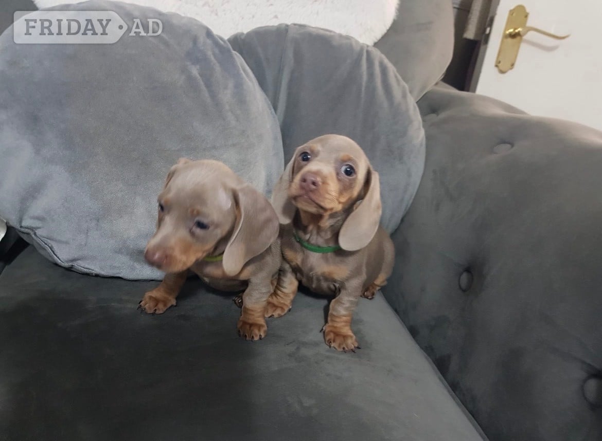 Pedigree miniature dachshund puppies - Dogs & Puppies in Epping