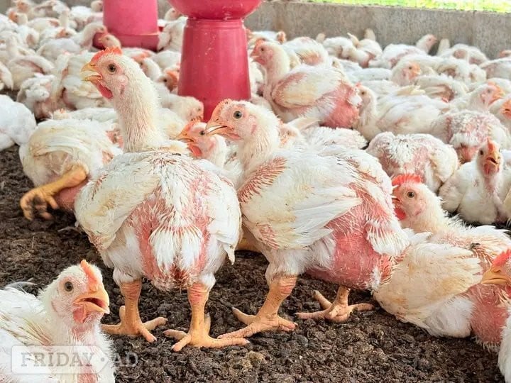 Broiler Chickens For Sale  Farm Fresh in Lewisham