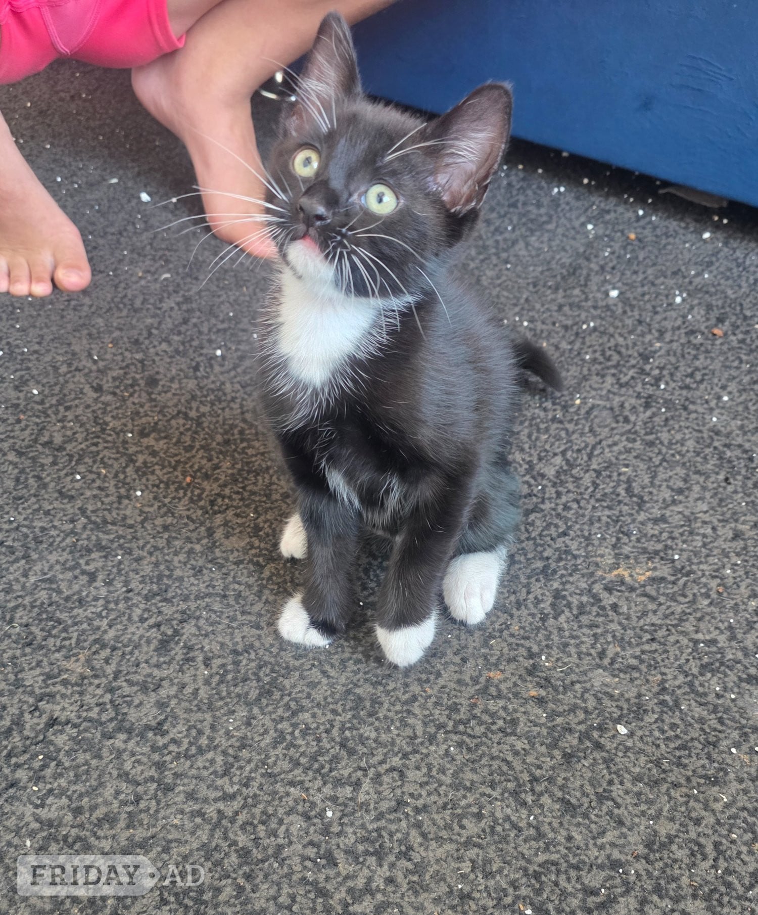 Kittens looking for new homes  in Chesterfield