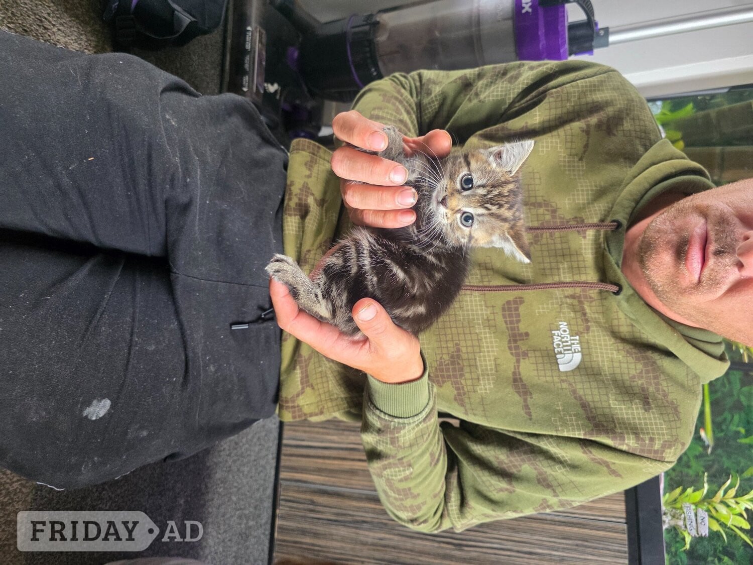 Chesterfield Kittens looking for new homes 