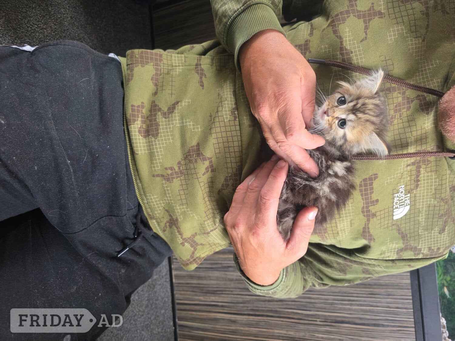 Kittens looking for new homes  - Cats & Kittens in Chesterfield