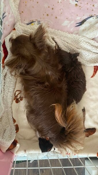 Lovely cuddly chihuahua puppies looking for their forever new home