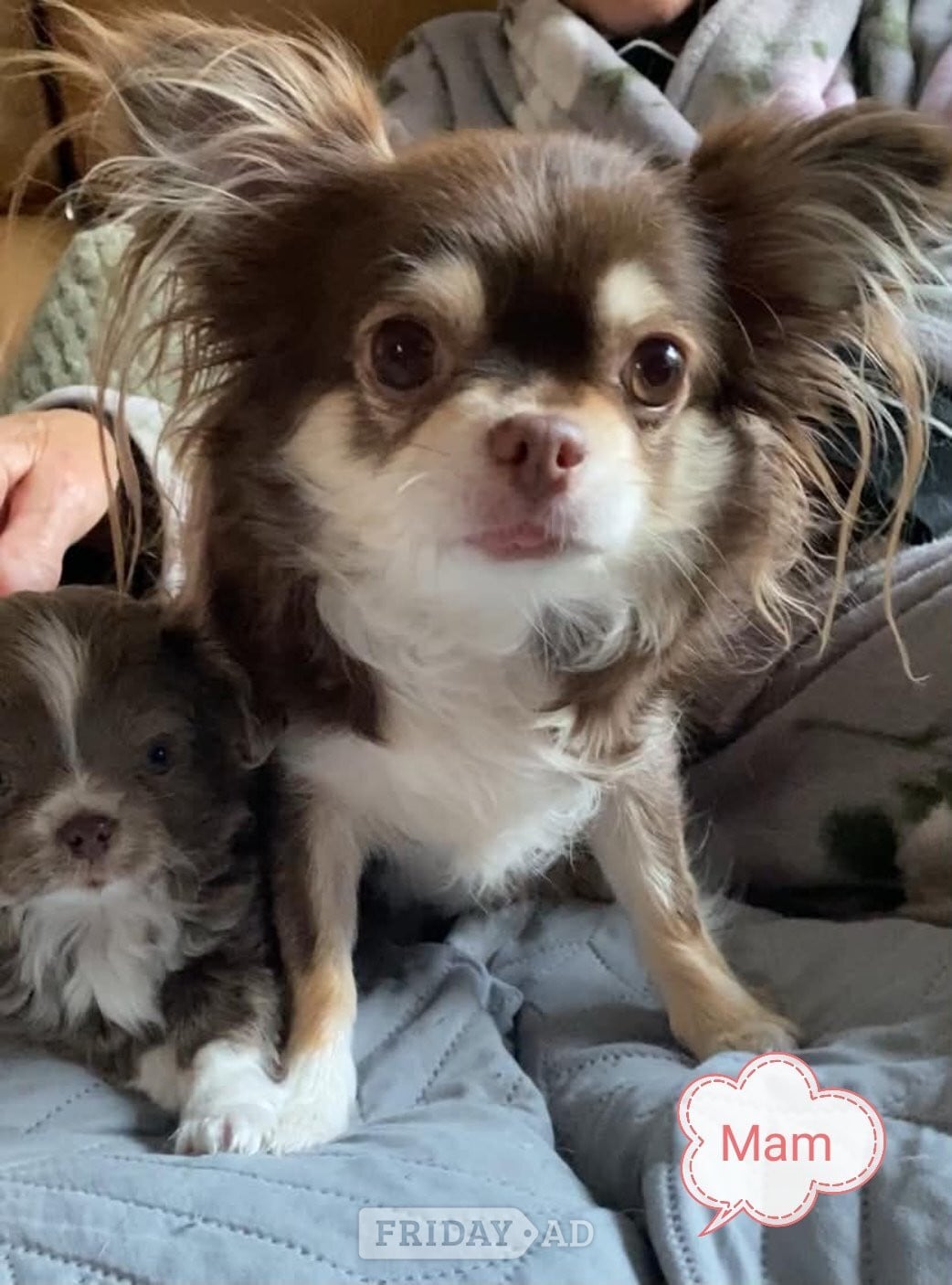 Lovely cuddly chihuahua puppies looking for their forever new home