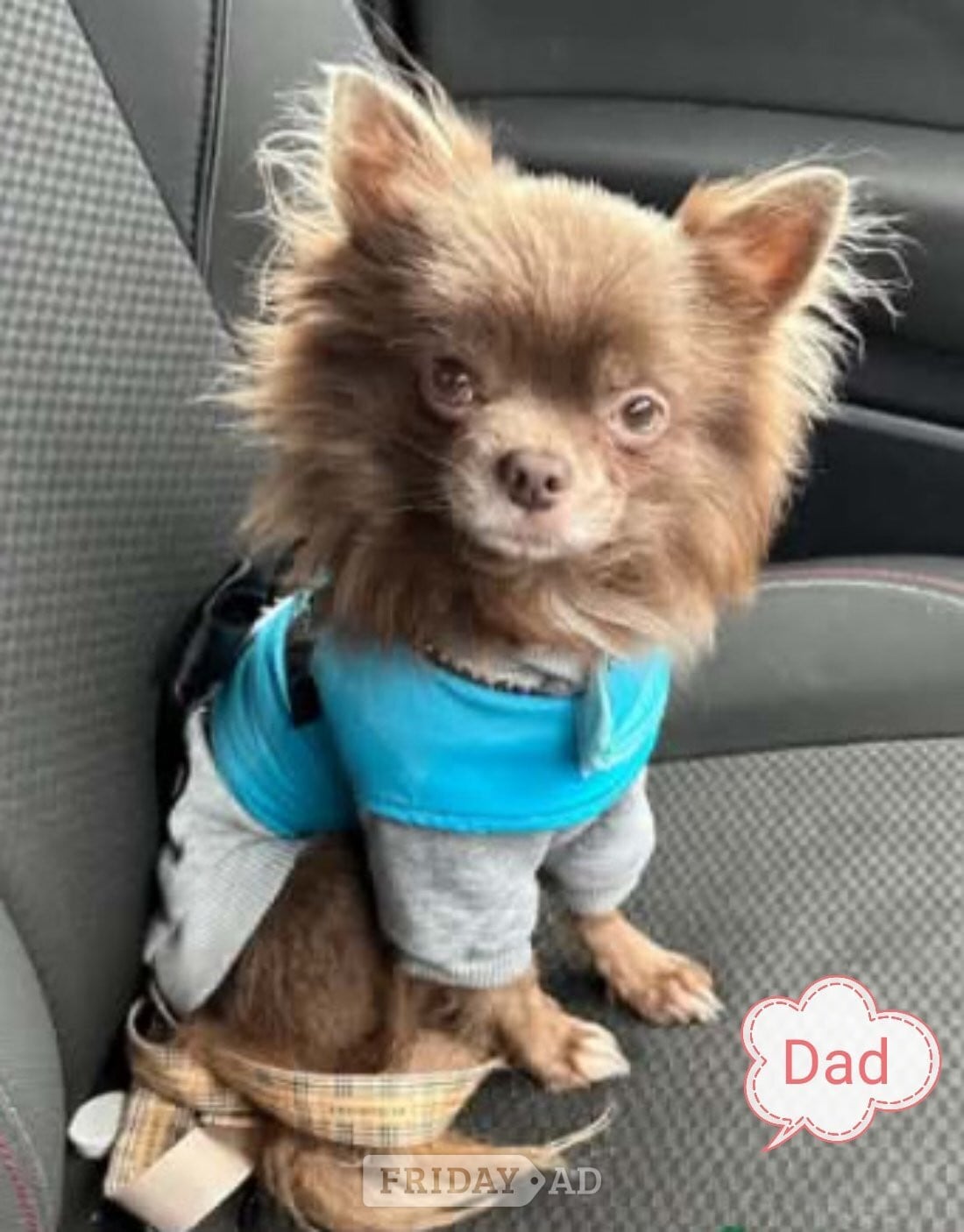 Middlesbrough Lovely cuddly chihuahua puppies looking for their forever new home