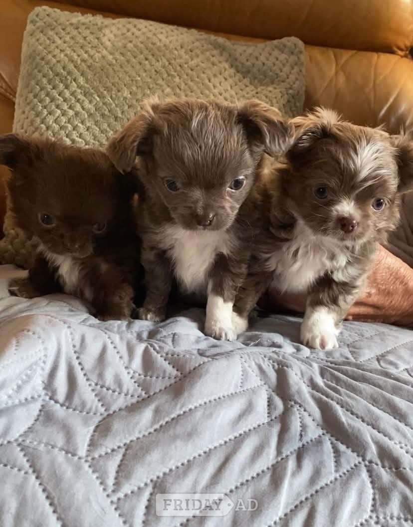 Lovely cuddly chihuahua puppies looking for their forever new home - Dogs & Puppies in Middlesbrough