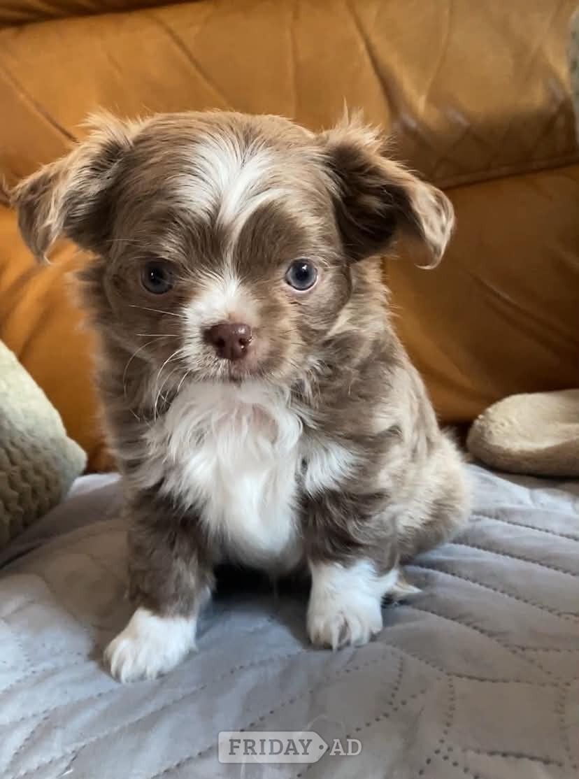 Lovely cuddly chihuahua puppies looking for their forever new home - Dogs & Puppies