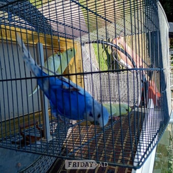 Baby Budgies for sale ready now £20 each