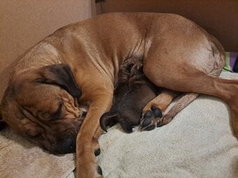 CHUNKY FEMALE CANE CORO PUP