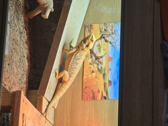 Bearded dragon seeking new home