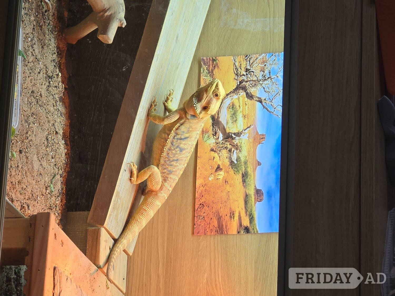 Bearded dragon seeking new home in Shifnal