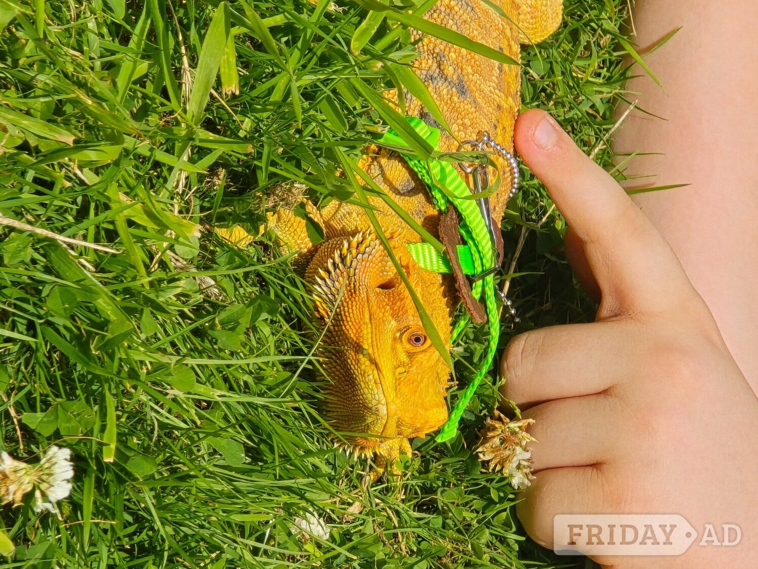 Bearded dragon seeking new home