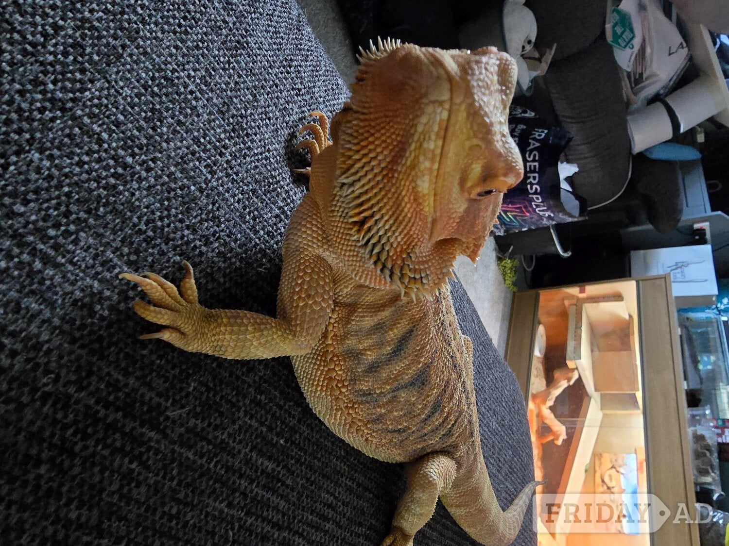 Shifnal Bearded dragon seeking new home