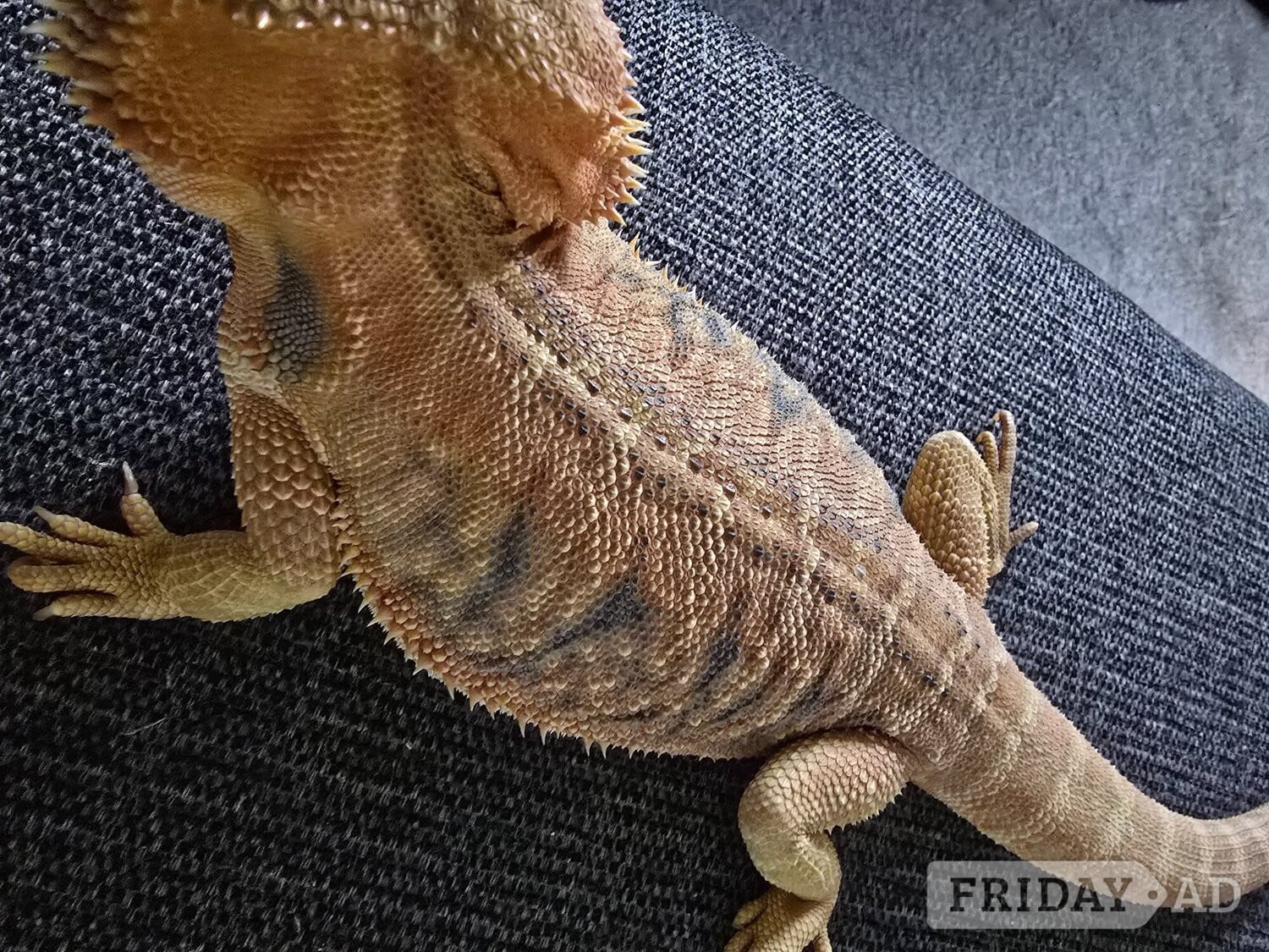 Bearded dragon seeking new home - Reptiles & Amphibians in Shifnal
