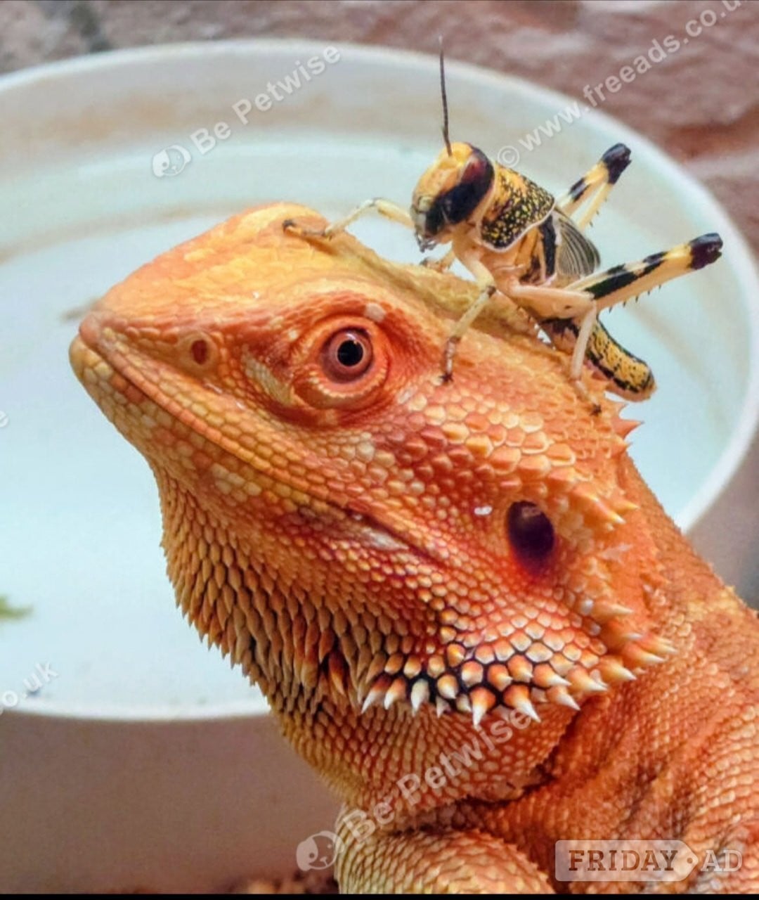 Bearded dragon seeking new home - Reptiles & Amphibians