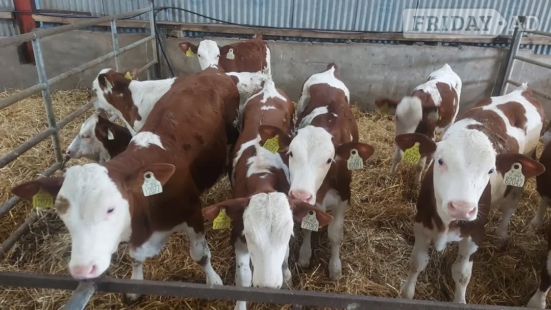 20 Hereford Calves 