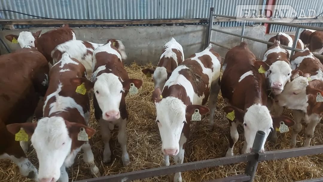 Umberleigh 20 Hereford Calves 