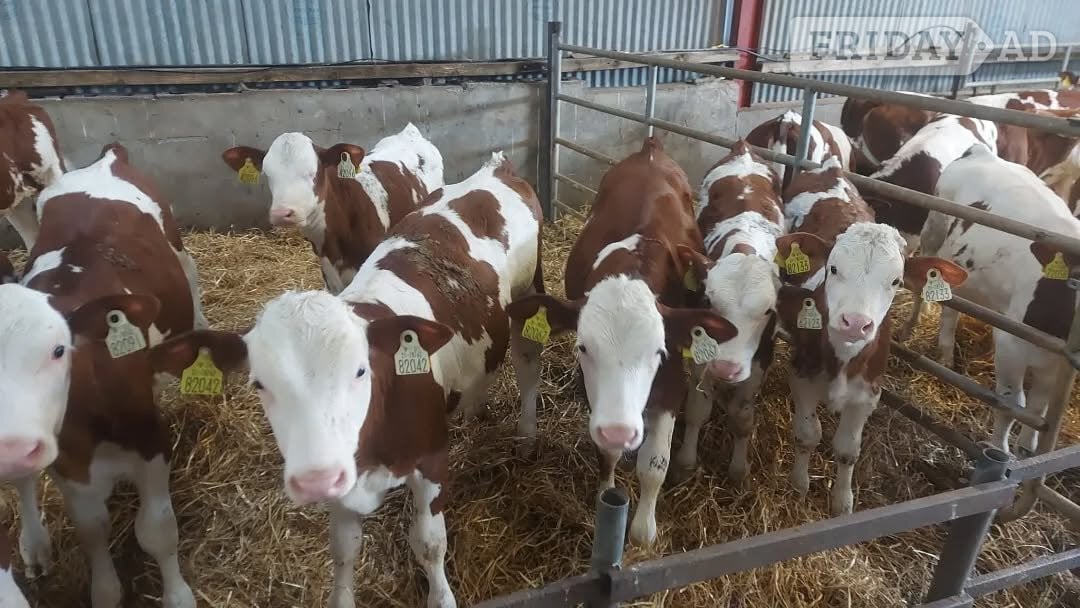 20 Hereford Calves  - Agricultural in Umberleigh