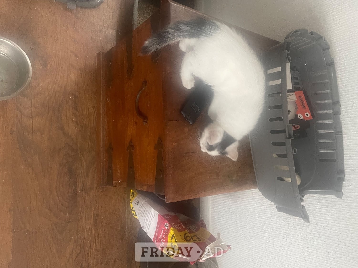 Beautiful kittens for sale ready now
