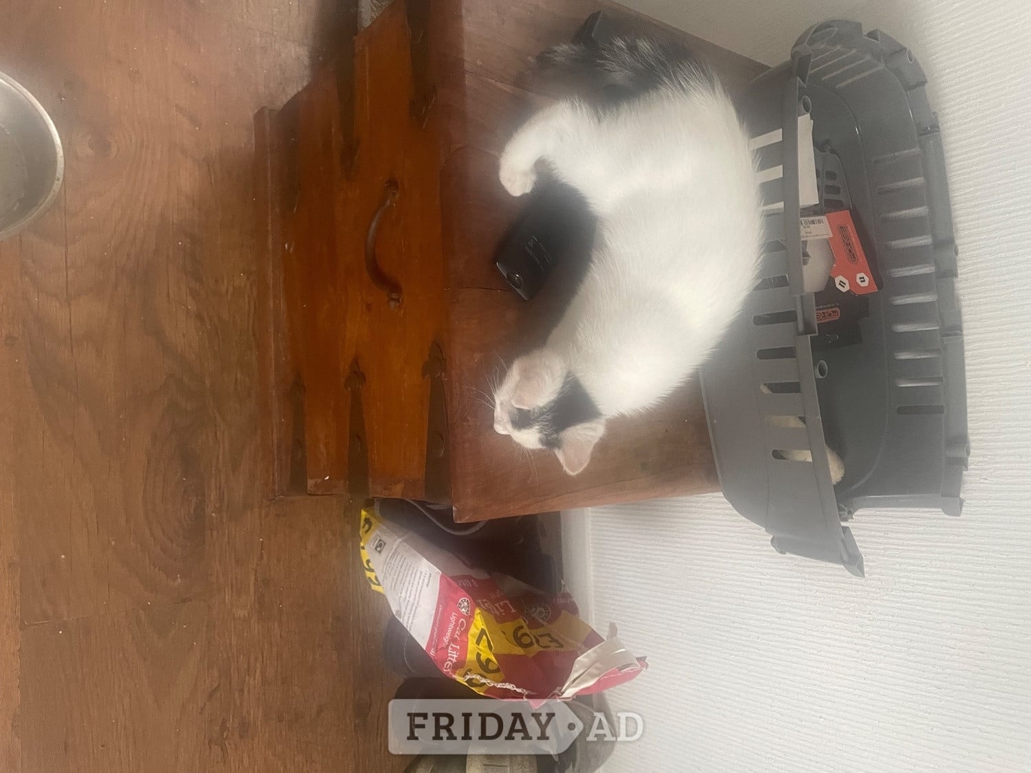Chichester Beautiful kittens for sale ready now
