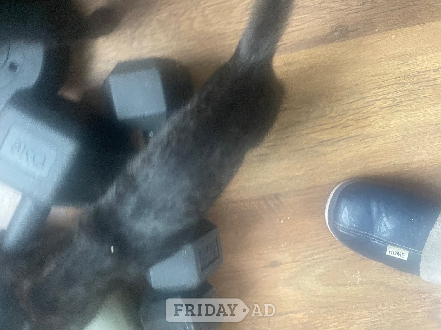 Beautiful kittens for sale ready now - Cats & Kittens in Chichester